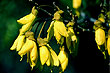 Kowhai blossums photo