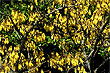 Kowhai Tree photo