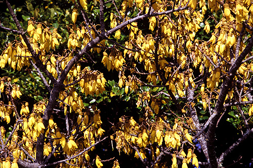 Kowhai Tree photo