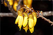 Kowhai flowers photo