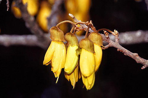 Kowhai Flowers photo