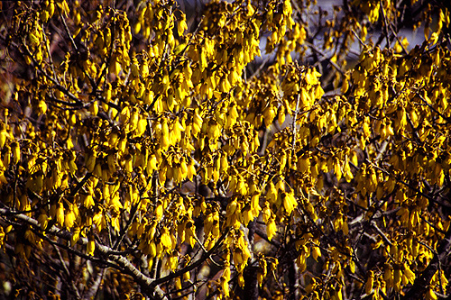 Kowhai Tree photo