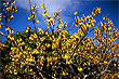 Kowhai Tree photo