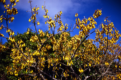 Kowhai Tree photo