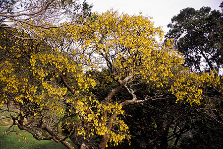 Kowhai photo