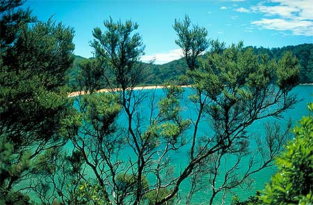 Manuka Trees photo