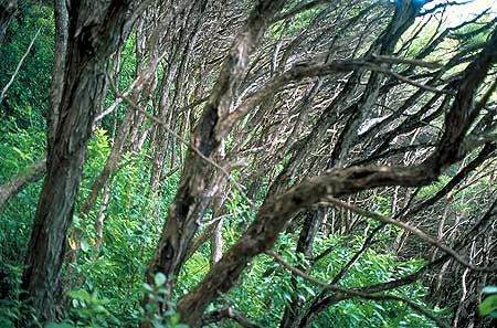 Manuka Forest photo