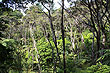 Mānuka Trees photo