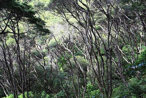 Manuka Trees photo