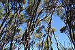 Mānuka Trees photo