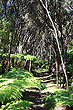 Mānuka Trees photo