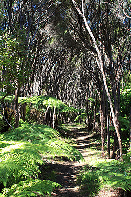 Manuka Trees photo