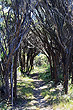 Mānuka Forest photo