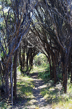 Manuka Forest