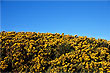 Gorse photo