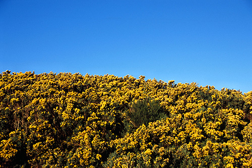 Gorse photo