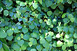 Kawakawa Tree photo