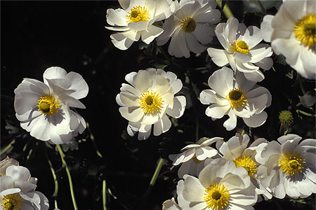 Mount Cook Lily photos