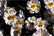 Mt Cook Lilies photo