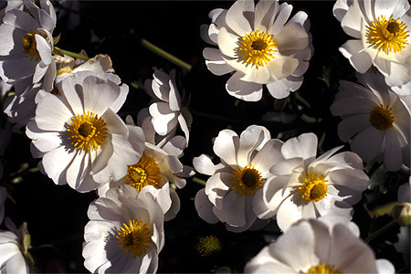 Mount Cook Lily photos