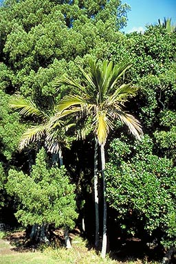 Nikau Palms photo