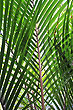 Nikau Palm Leaves photo