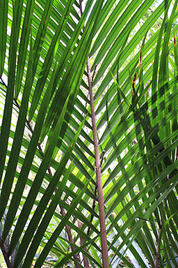 Nikau Palm Leaves photo