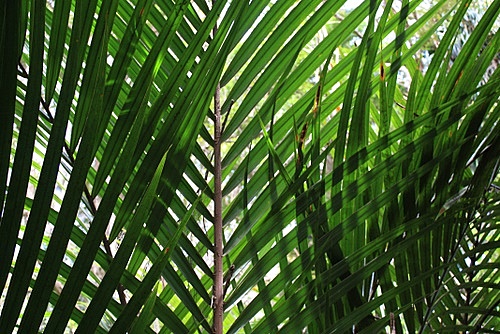 Nikau Palm Leaves photo