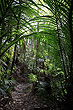 Nikau Palms photo