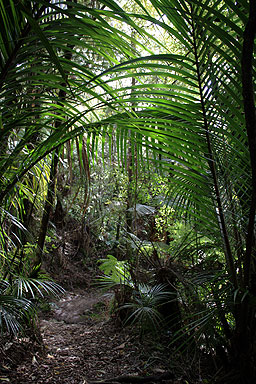 Nikau Palm Leaves photo