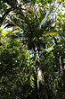 Nikau Palm Tree photo