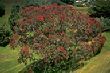 Pohutukawa Tree photo