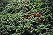 Pohutukawa Trees photo