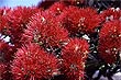 Pohutukawa Blossums photo