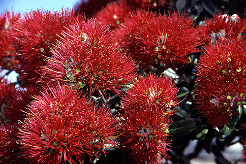 Pohutukawa Blossums photo