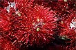 Pohutukawa Blossums photo