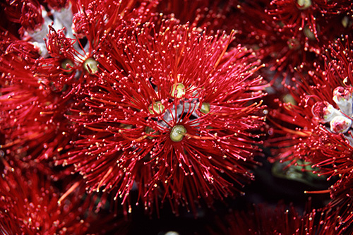 Pohutukawa Blossums photo