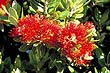 Pohutukawa Blossums photo