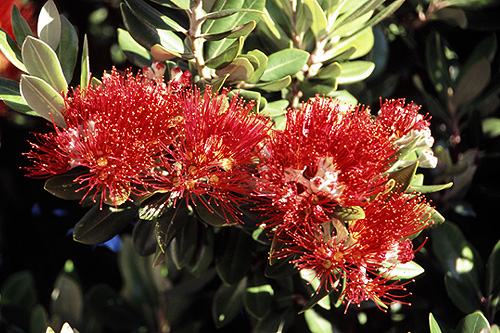 Pohutukawa Blossums photo