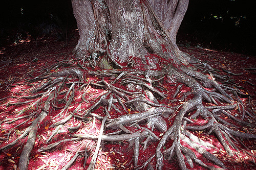 Pohutukawa Roots photo