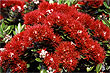 Pohutukawa Blossums photo