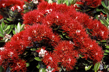 Pohutukawa Blossums photo