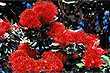 Pohutukawa Blossums photo