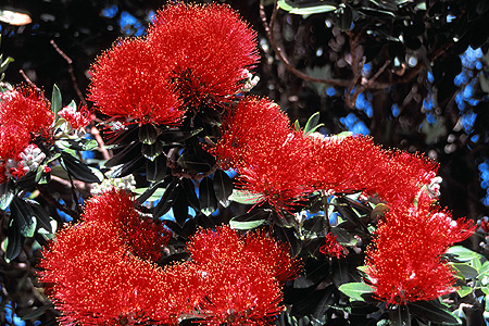 Pohutukawa Blossums photo