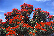 Pohutukawa Tree photo