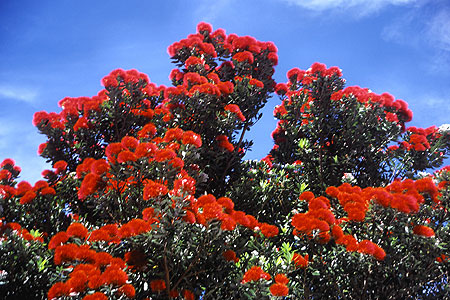 Pohutukawa Tree photo