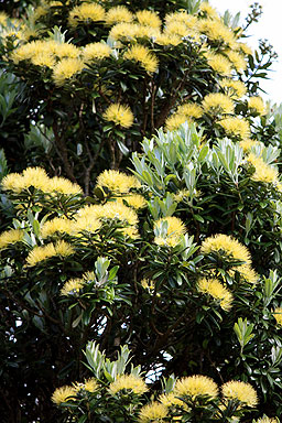 Yellow Pohutukawa photo