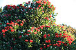 Pohutukawa Tree photo