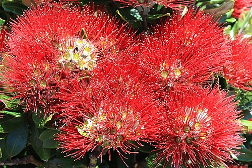 Pohutukawa Blossums photo