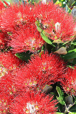 Pohutukawa Blossums photo